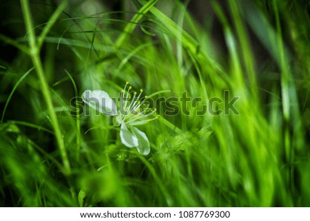 white flowers among the green grasses