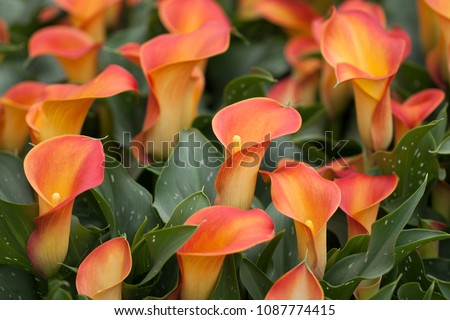 Orange Calla lily (Zantedeschia aethiopica, Arum lily, Varkoor) Royalty-Free Stock Photo #1087774415