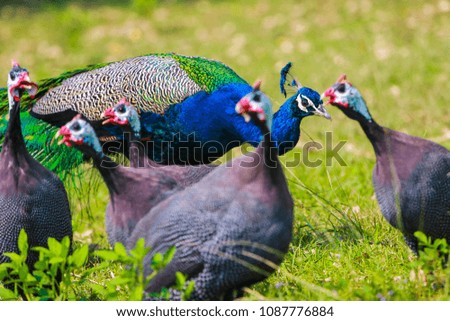 Peacock and guinea fowl in the garden.