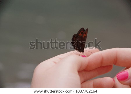A beautiful brown red butterfly on one hand with red painted nails.