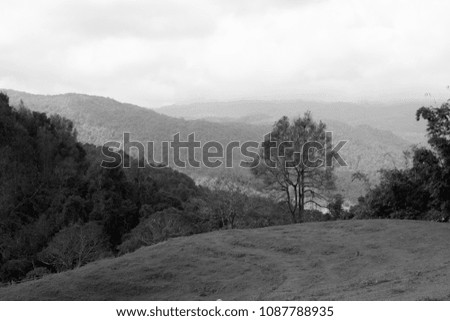 forest, beautiful natural mountain black-white picture