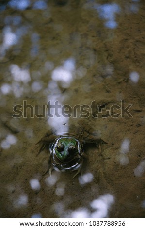 Frog in Calm Water