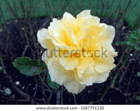 Beautiful Yellow Rose Isolated       
