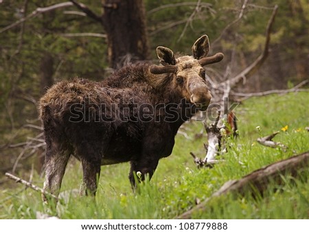 Bull Moose in June, Yellowstone National Park; antlers velvet-clad and just beginning to grow