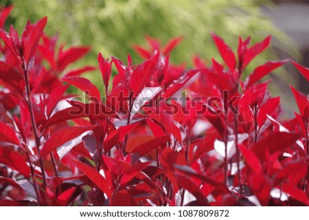 Garden hedge red leaves on spring morning sun