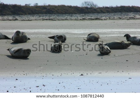 many seal on the beach in the sum bay