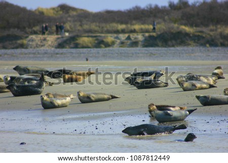 many seal on the beach in the sum bay
