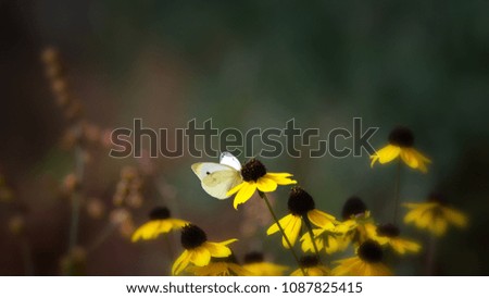 White butterfly on yellow flower, green blurred background, shallow depth of field, nature wallpaper with copy space