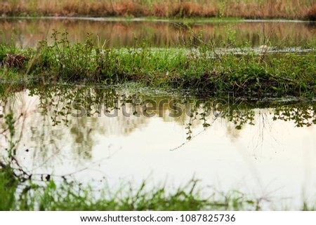 Reflection of spring grass and wildflowers in water of boggy lake. Lush greenery in spring time