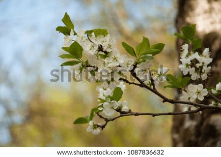 Flowering branch of a cherry tree against a green background, spring