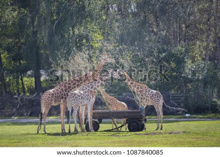 Giraffes eat fresh food together outside