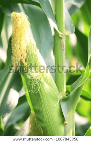 Corn farm. A selective focus picture of corn cob in organic corn field