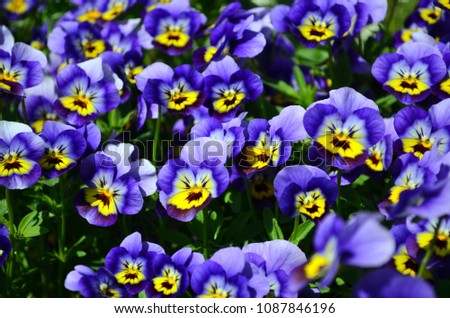 Flower bed with many pansies