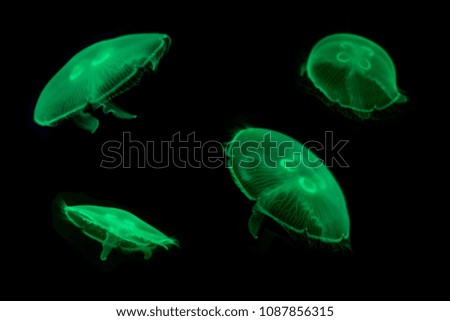 Group of Green Jelly fish on black isolated background