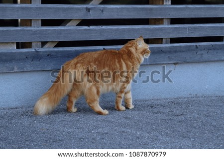 The big fluffy red cat Maine Coon cautiously walks along the road