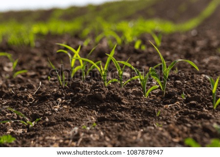 young maize plant and field in springtime may sunny morning in south germany rural countryside