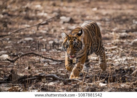 A running tiger cub from ranthambore national park