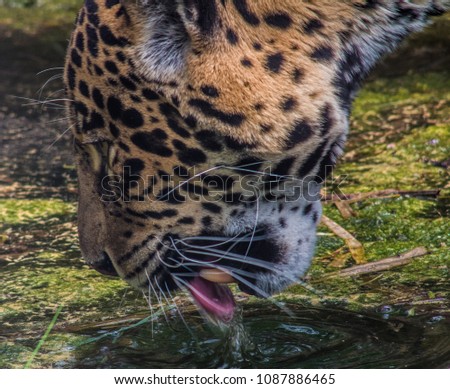 jaguar drinks water
