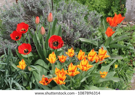 Beautifull red and yellow tulips in garden with lavender