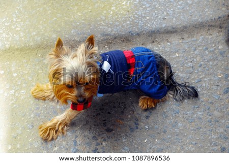 lost dog in a blue checkered suit on the sidewalk


