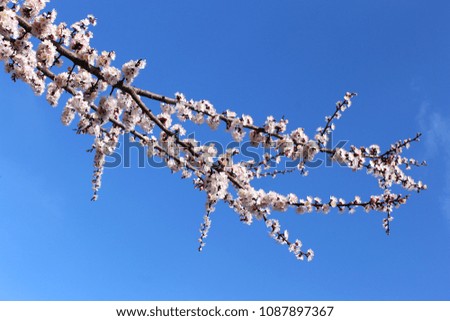 Spring background, tree branch on blue sky background, gently pink apricot flowers. May