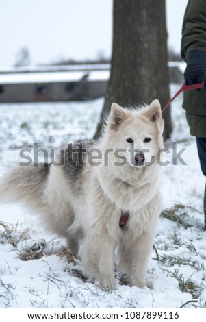 Winter Dog Blown By Wind, Snowing