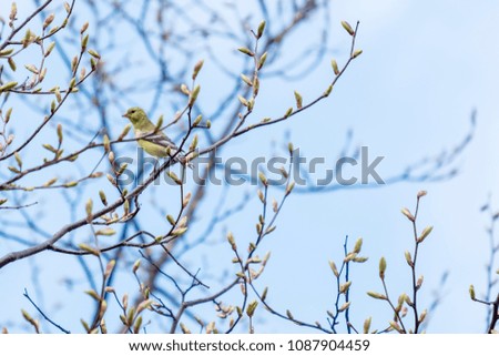 Female Goldfinch Perched on a Linden Tree Full of Buds in the Spring