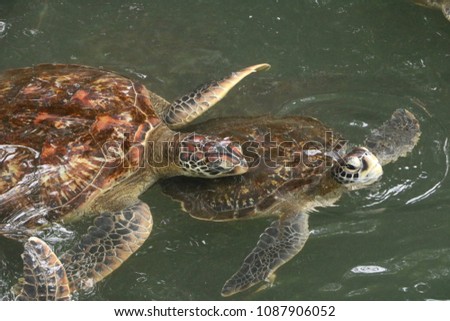 Sea turtles in an aquarium in Zanzibar Island, Tanzania, Africa Royalty-Free Stock Photo #1087906052