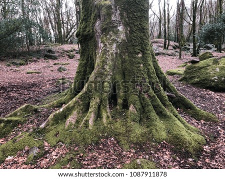 Big tree in the forest