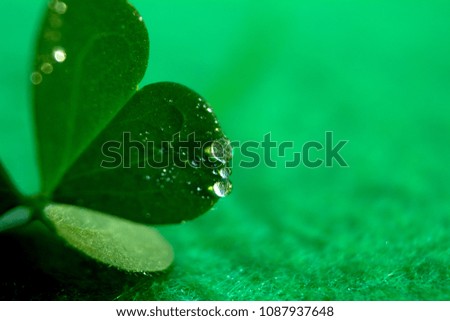 Three leaved green clover water drops macro background. Environment concept.