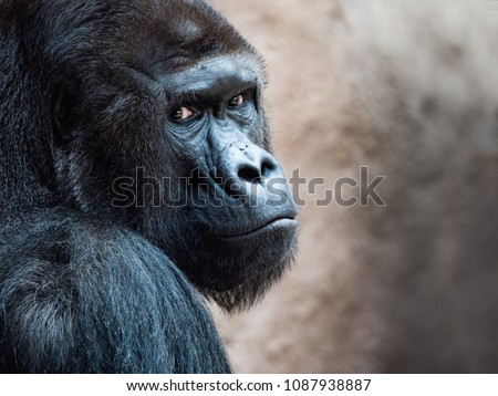 The face of an Orangutan. Bornean Orangutan (orang-utan, Pongo pygmaeus) portrait. Royalty-Free Stock Photo #1087938887