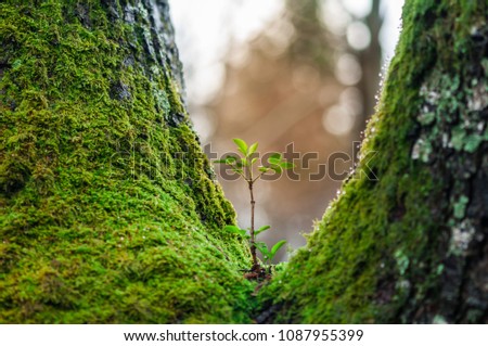 Young tree seedling growing on another tree. New life. Rebirth concept. Royalty-Free Stock Photo #1087955399