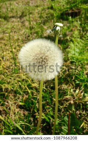 A dandelion with a full seed head next to a nearly bald dandelion