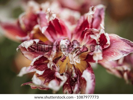 Dried tulips. Dry petals of red tulips. Dry tulips like symbol of fade time. Shallow DOF