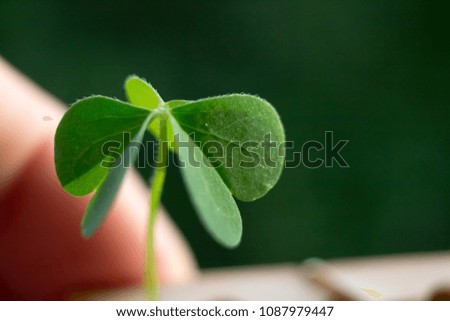 Three leaved green clover macro background. Environment concept.