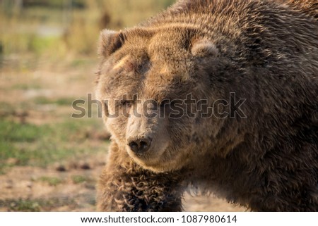 portrait of a brown bear
