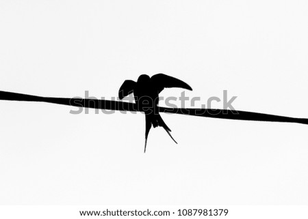 Silhouette of swallow sitting on wire.