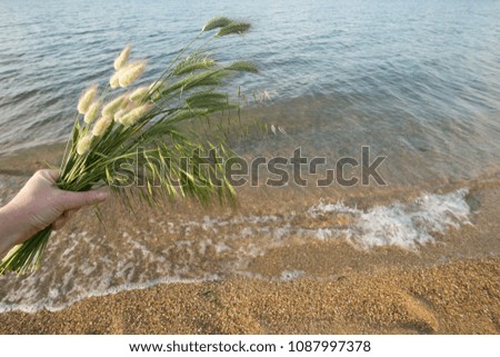 green plants on the beach