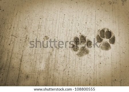 The dog 's footprints on cement floor background