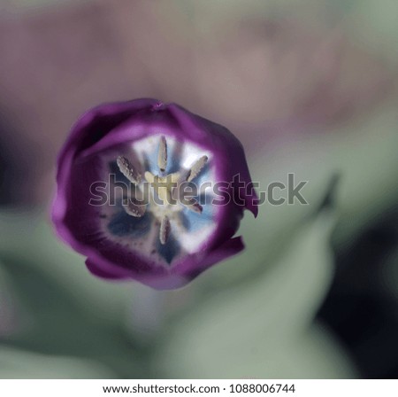 nature detail - aerial photography of a tulip flower, with purple petals, with white, yellow and blue inside, on a green background in a garden in Poland, Europe on a sunny day