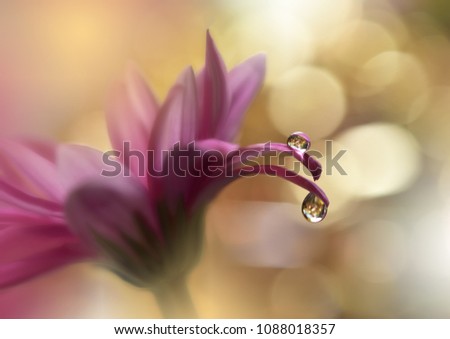 Abstract macro photo and water drops. Tranquil closeup art background. Artistic Creative Background for desktop. Pastel Colors.Transparent and clear water beads.Floral fantasy design. Art photography.