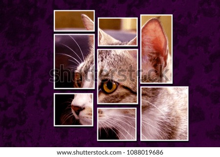 Photo of a cat in multiple frames on a textured dark purple wall