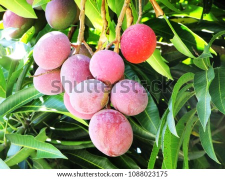 mature ripe mango