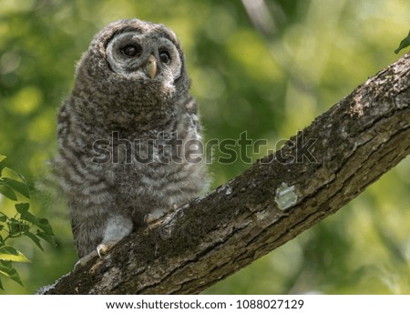 Barred owlet in Florida 
