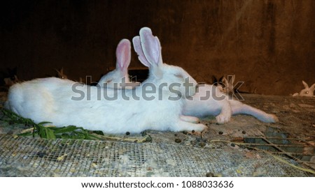 A beautiful rabbits 