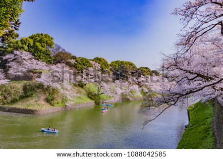 Cherry blossoms at Tokyo Chidorigafuchi