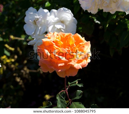 Stunningly  magnificent romantic beautiful bright orange tinged pale amber  roses blooming in early autumn  add fragrant charm to the garden landscape after the long hot summer.
