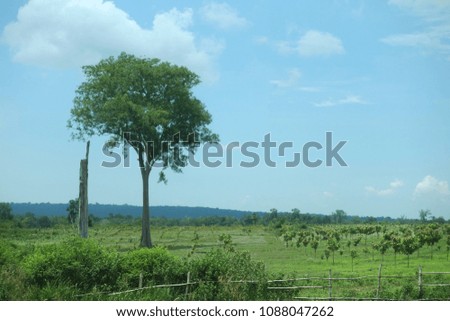 Cambodia countryside nature
