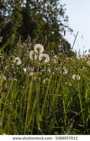 sprimgtime meadow plants and seed in rural countryside of south germany