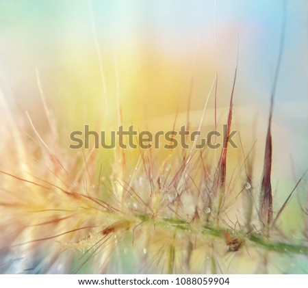 Blurry image on grass flower in close up proximity It looks fresh from the water droplets on the surface of it. Feel the warmth in the atmosphere, the symbol of good environmental resource,need blur 
